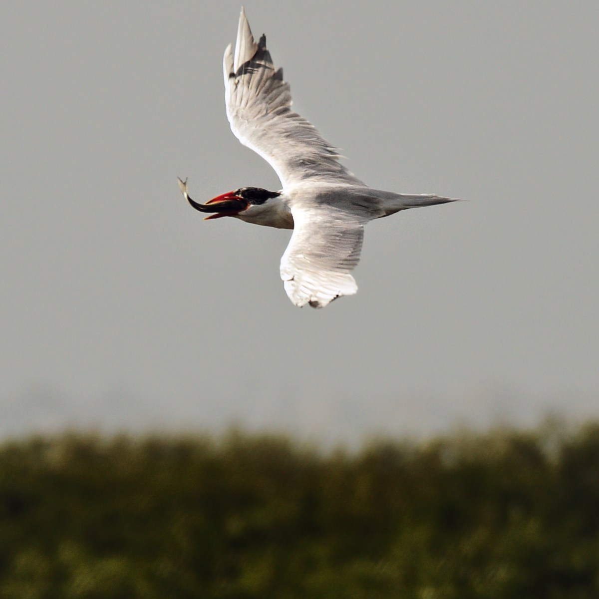 Parker Praxis the&nbsp;3rd