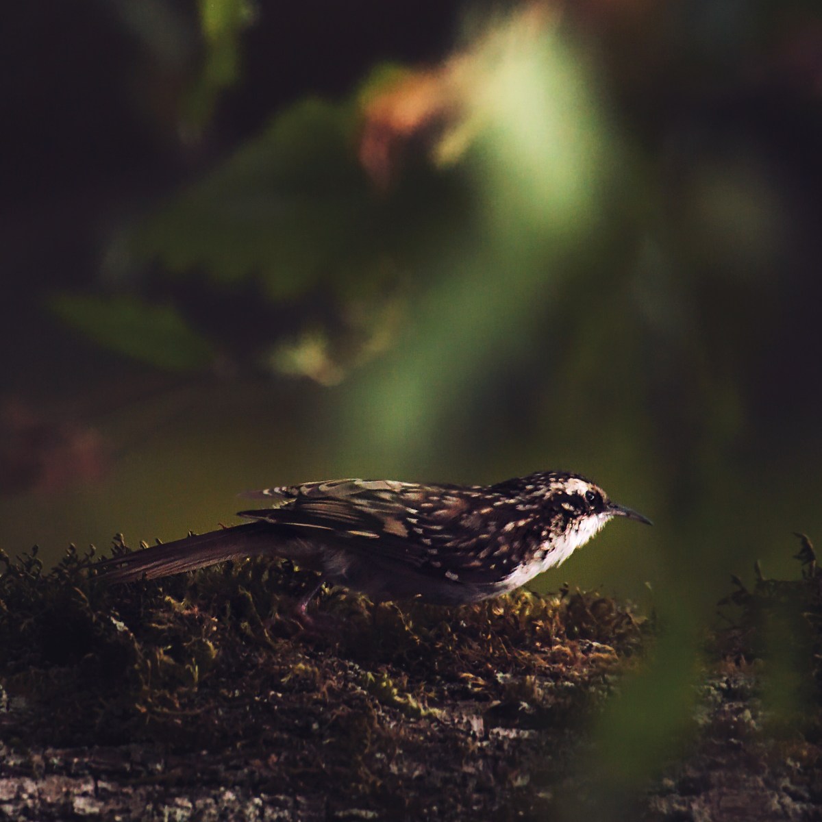 Anton, Phantom of the&nbsp;Darkwood