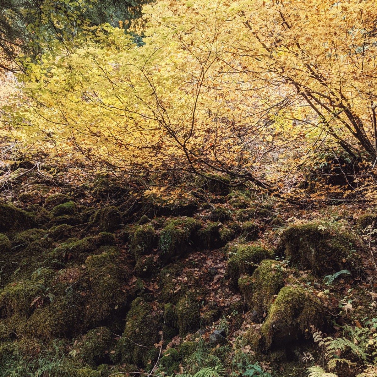 Mt. Baker-Snoqualmie National&nbsp;Forest