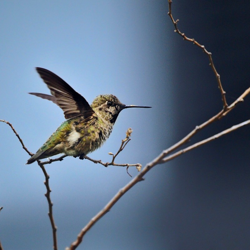 Tera, Herald of&nbsp;Spring