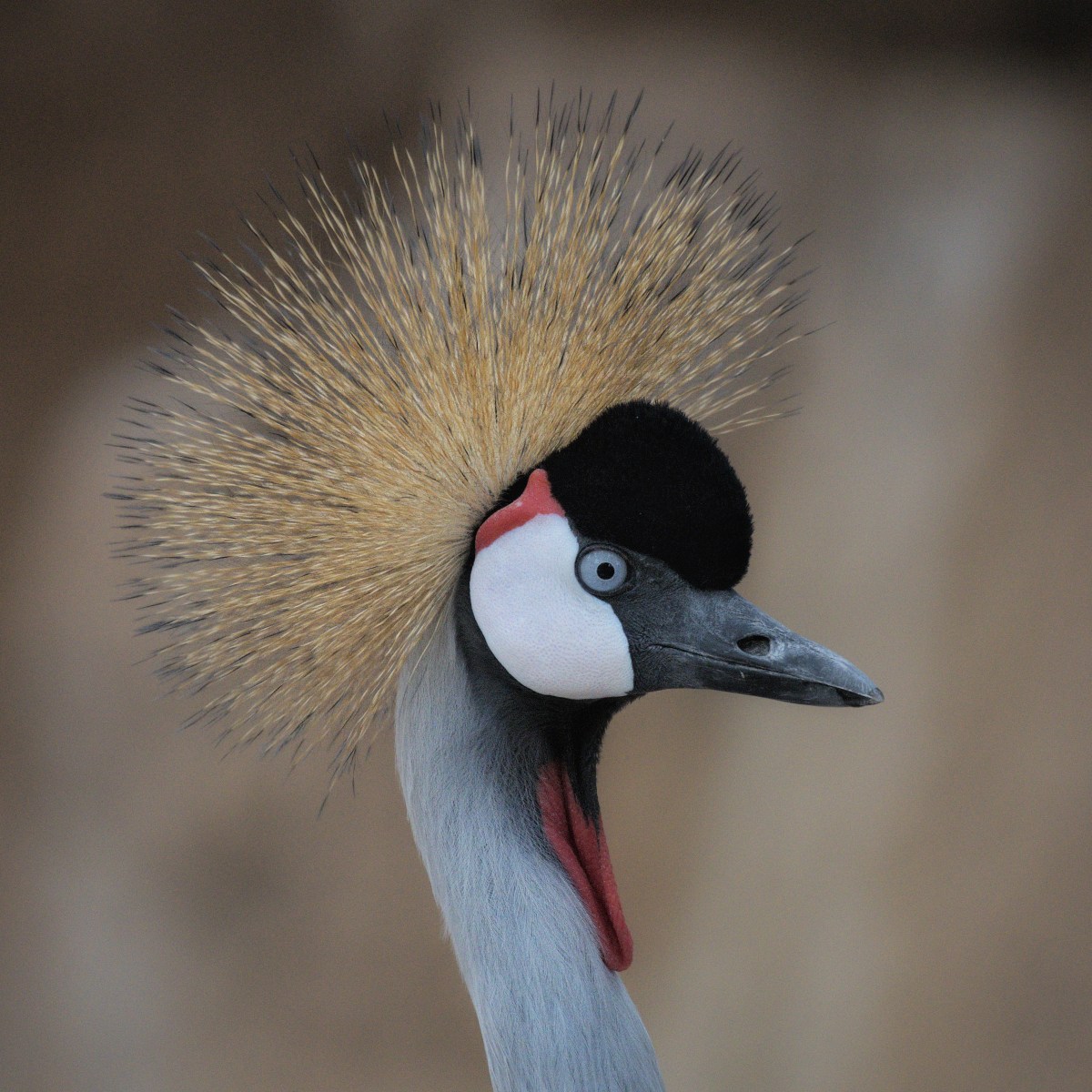 Merrick, the Dune&nbsp;Shaper